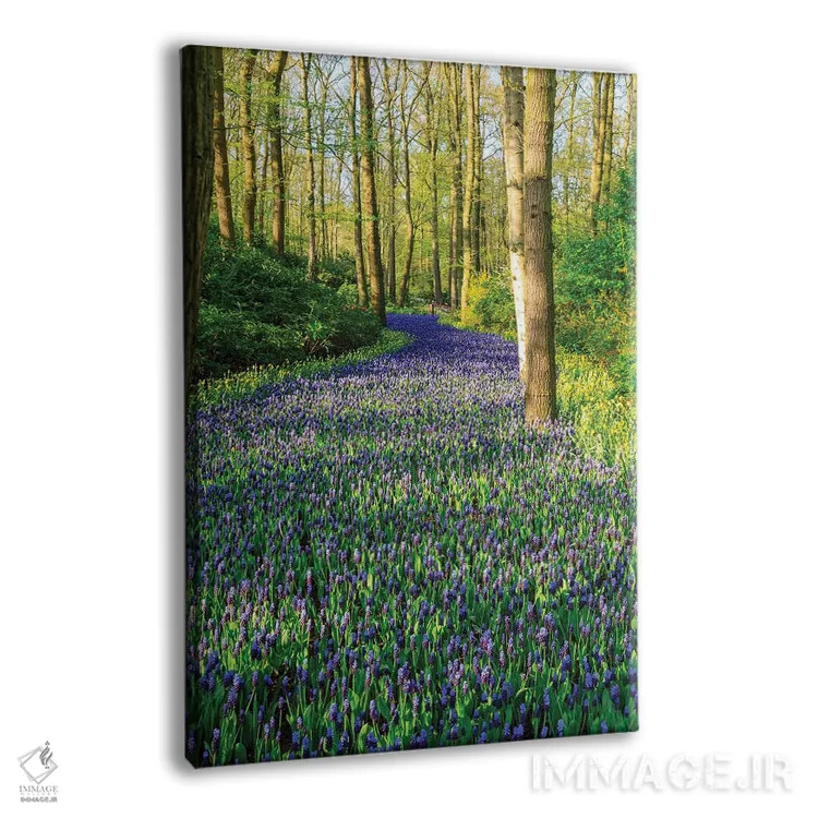 تابلو دکوراتیو Zuid Holland, Lisse. Muscari Armeniacum .,هلند، زوید هل… اثر امیلی ام ویلسون - نمای پرسپکتیو محصول