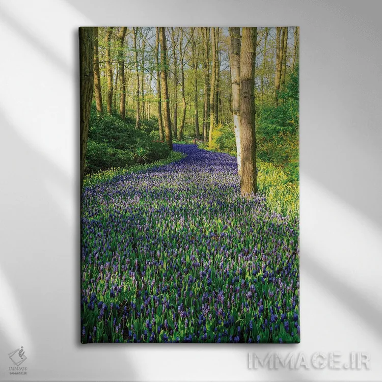 تابلو دکوراتیو Zuid Holland, Lisse. Muscari Armeniacum .,هلند، زوید هل… اثر امیلی ام ویلسون - نمای روبهرو روی دیوار