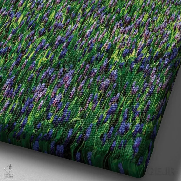 تابلو دکوراتیو Zuid Holland, Lisse. Muscari Armeniacum .,هلند، زوید هل… اثر امیلی ام ویلسون - نمای نزدیک بافت بوم