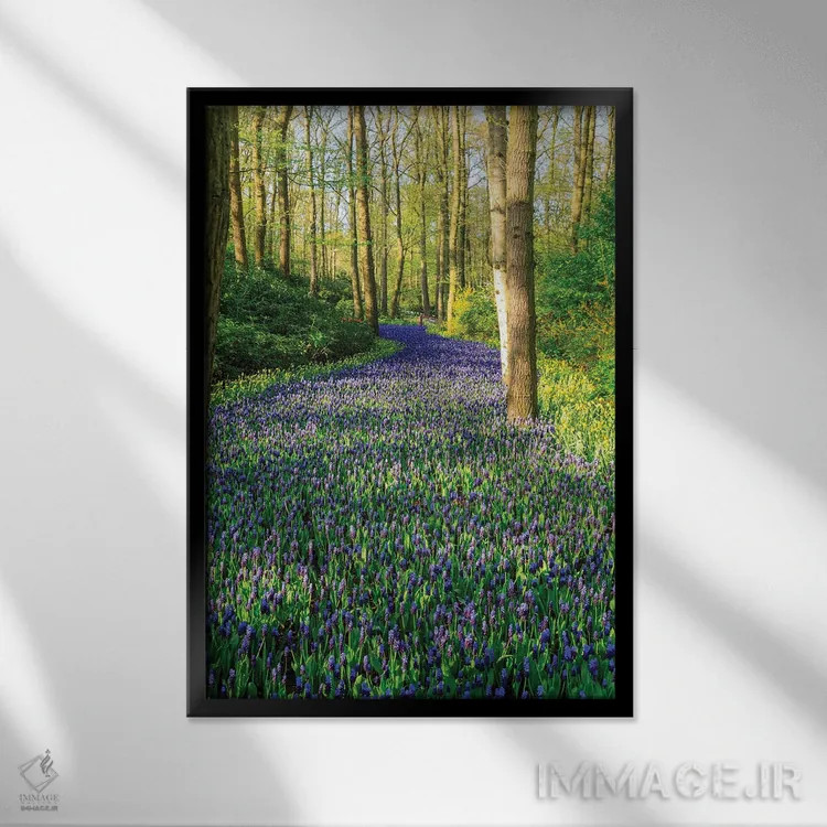 تابلو دکوراتیو Zuid Holland, Lisse. Muscari Armeniacum .,هلند، زوید هل… اثر امیلی ام ویلسون - نمای قابدار مشکی