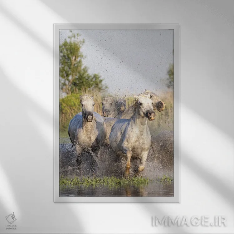 تابلو دکوراتیو Provence-Alpes-Cote D'Azur, France. Horses Running Thro… اثر امیلی ام ویلسون - نمای قابدار سفید