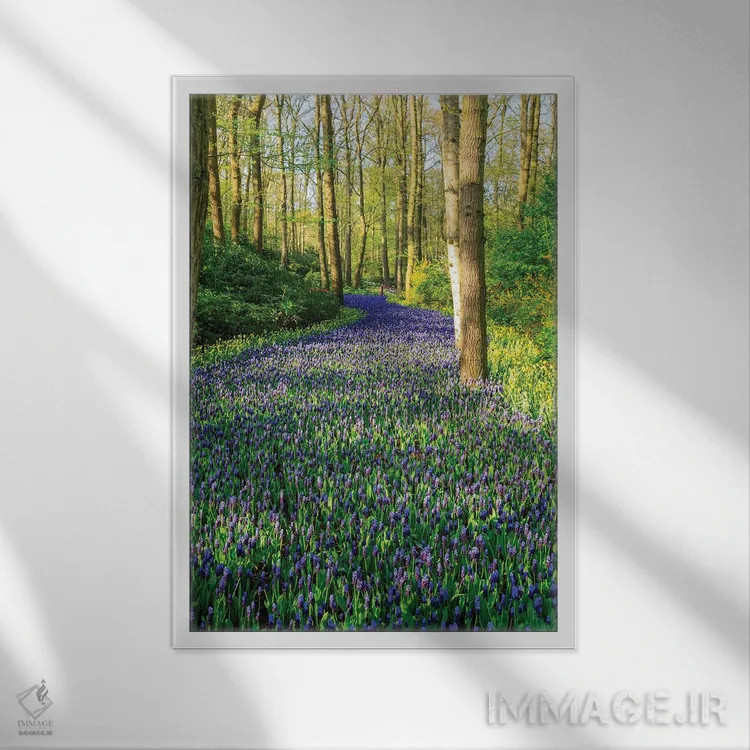 تابلو دکوراتیو Zuid Holland, Lisse. Muscari Armeniacum .,هلند، زوید هل… اثر امیلی ام ویلسون - نمای قابدار سفید