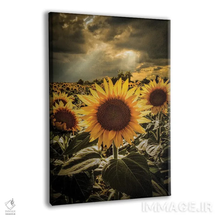 تابلو دکوراتیو گل های آفتابگردان II اثر انزو رومانو - نمای پرسپکتیو محصول