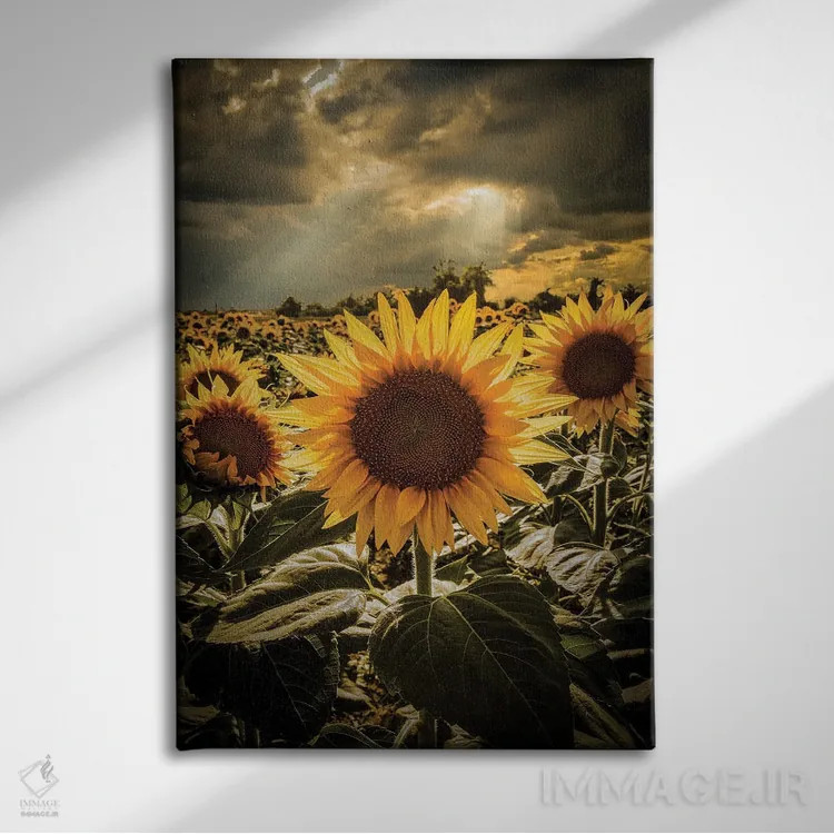 تابلو دکوراتیو گل های آفتابگردان II اثر انزو رومانو - نمای روبهرو روی دیوار