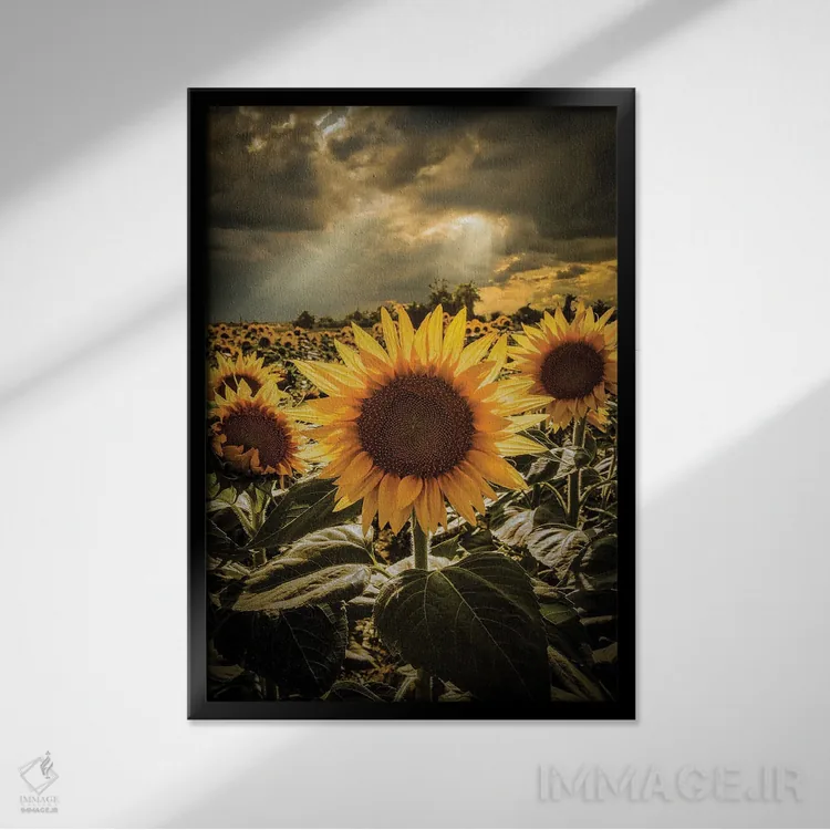 تابلو دکوراتیو گل های آفتابگردان II اثر انزو رومانو - نمای قابدار مشکی
