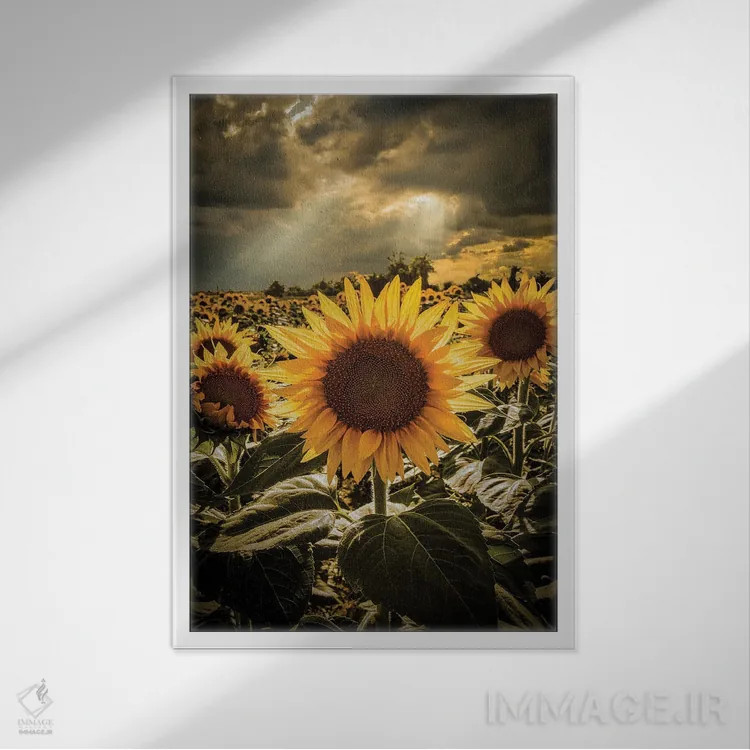 تابلو دکوراتیو گل های آفتابگردان II اثر انزو رومانو - نمای قابدار سفید