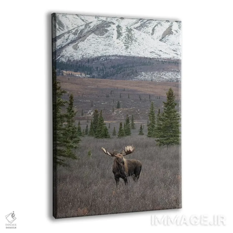 تابلو دکوراتیو گوزن دنالی با برف اثر اریک فیشر - نمای پرسپکتیو محصول