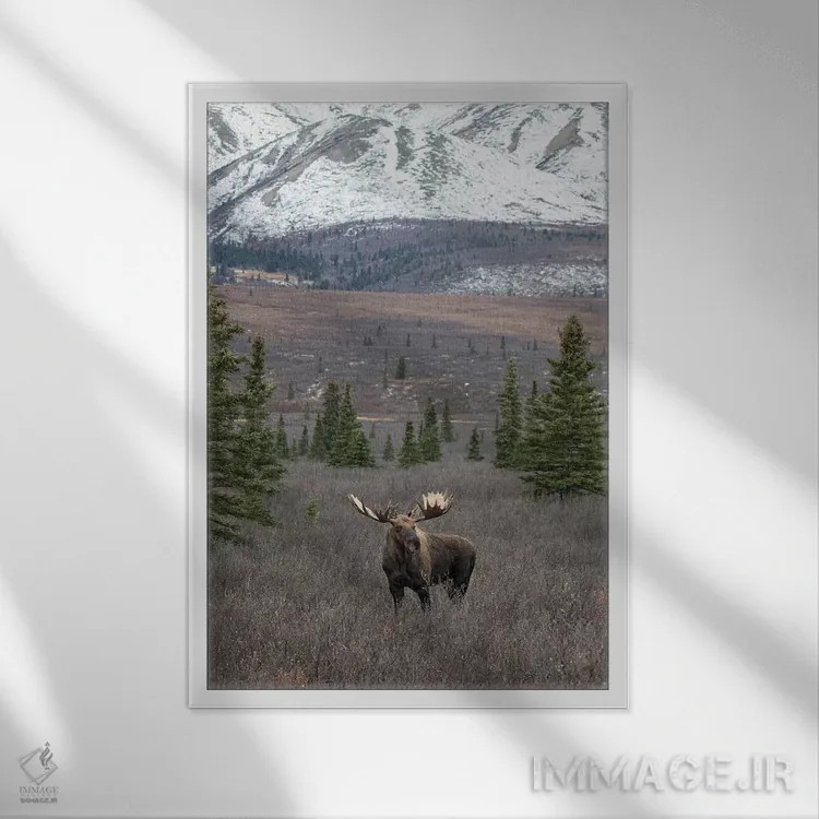 تابلو دکوراتیو گوزن دنالی با برف اثر اریک فیشر - نمای قابدار سفید