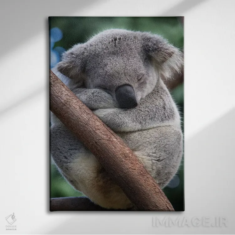 تابلو دکوراتیو کوالای نر خوابیده، کوئینزلند، استرالیا اثر سوزی اسزترهاس - نمای روبهرو روی دیوار