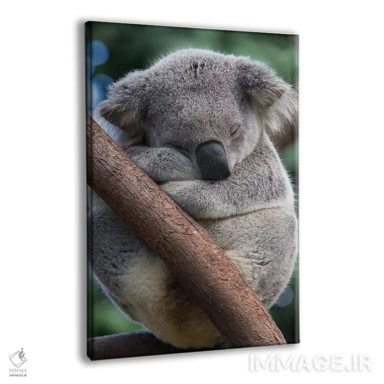 تابلو دکوراتیو کوالای نر خوابیده، کوئینزلند، استرالیا اثر سوزی اسزترهاس - نمای پرسپکتیو محصول