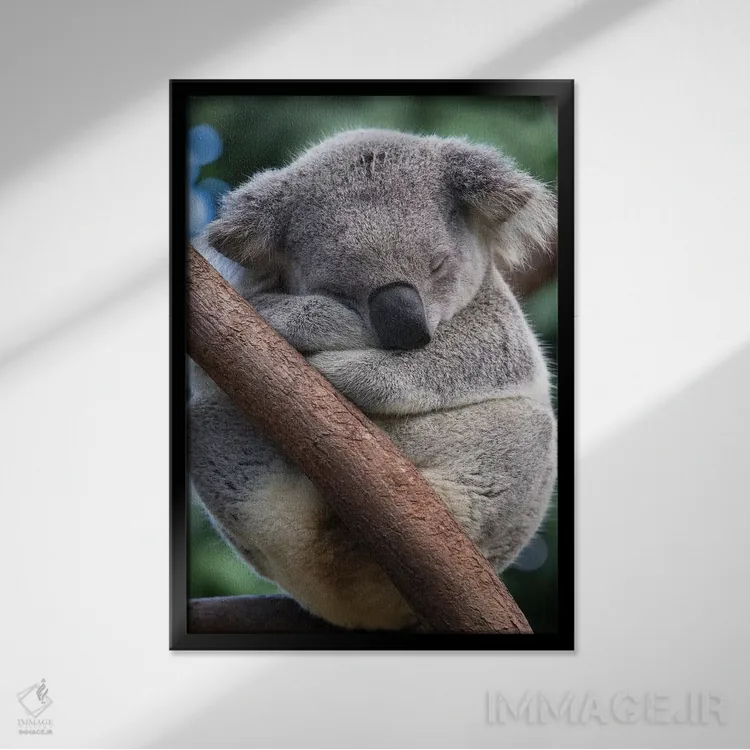 تابلو دکوراتیو کوالای نر خوابیده، کوئینزلند، استرالیا اثر سوزی اسزترهاس - نمای قابدار مشکی