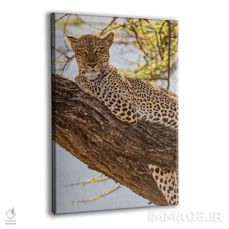تابلو دکوراتیو آفریقا، کنیا، ذخیره گاه ملی سامبورو. پلنگ آفریقایی روی درخ… اثر امیلی ویلسون - نمای پرسپکتیو محصول