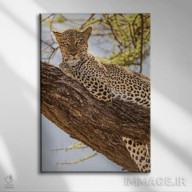 تابلو دکوراتیو آفریقا، کنیا، ذخیره گاه ملی سامبورو. پلنگ آفریقایی روی درخ… اثر امیلی ویلسون - نمای روبهرو روی دیوار