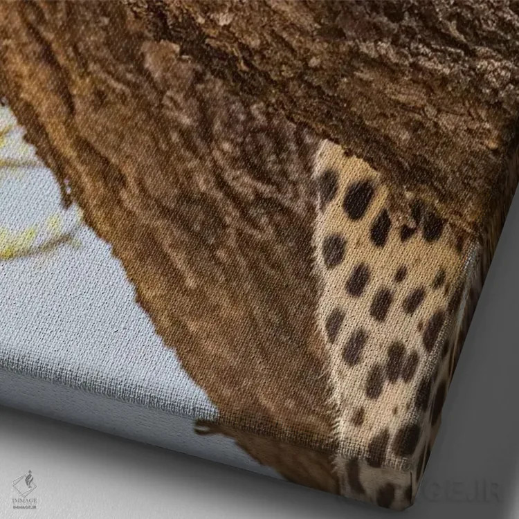 تابلو دکوراتیو آفریقا، کنیا، ذخیره گاه ملی سامبورو. پلنگ آفریقایی روی درخ… اثر امیلی ویلسون - نمای نزدیک بافت بوم