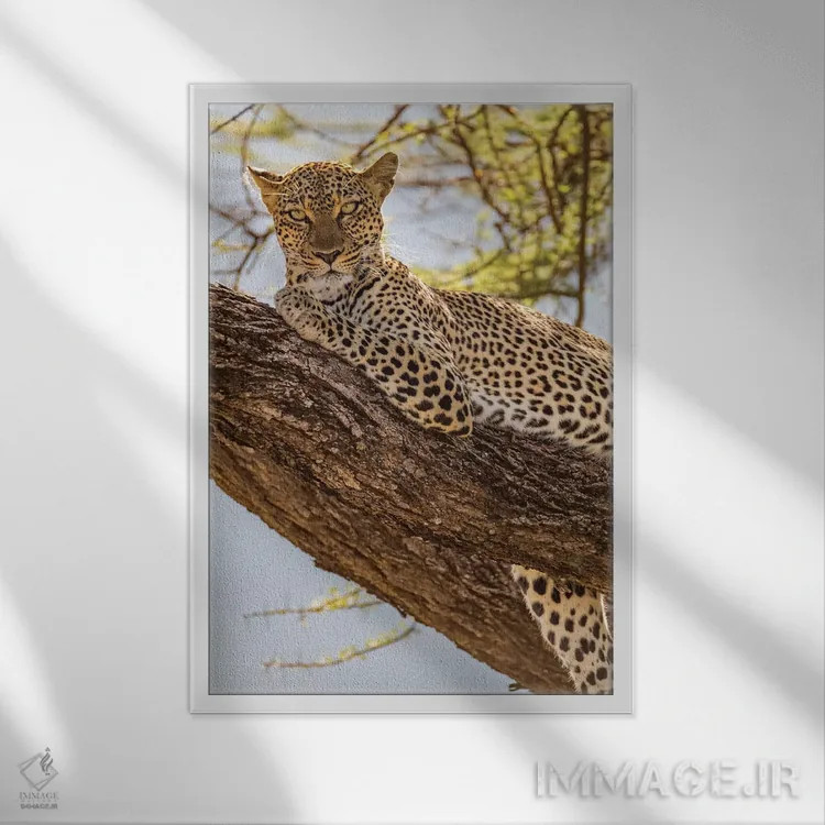 تابلو دکوراتیو آفریقا، کنیا، ذخیره گاه ملی سامبورو. پلنگ آفریقایی روی درخ… اثر امیلی ویلسون - نمای قابدار سفید