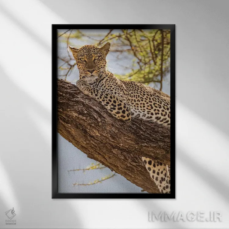 تابلو دکوراتیو آفریقا، کنیا، ذخیره گاه ملی سامبورو. پلنگ آفریقایی روی درخ… اثر امیلی ویلسون - نمای قابدار مشکی