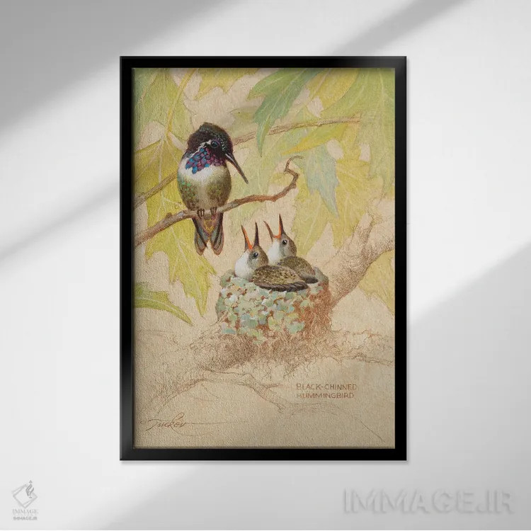 تابلو دکوراتیو لانه مرغ مگس خوار سیاه گلو اثر ازرا تاکر - نمای قابدار مشکی