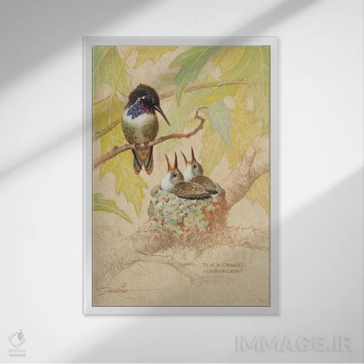 تابلو دکوراتیو لانه مرغ مگس خوار سیاه گلو اثر ازرا تاکر - نمای قابدار سفید