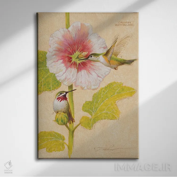 تابلو دکوراتیو مرغ مگس خوار کالیوپه نر و ماده اثر ازرا تاکر - نمای روبهرو روی دیوار