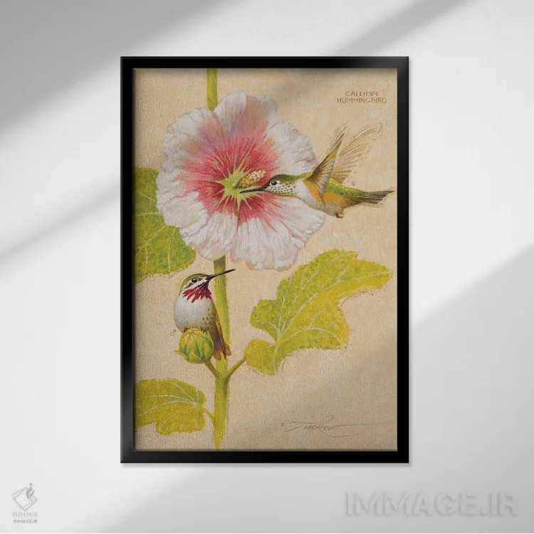 تابلو دکوراتیو مرغ مگس خوار کالیوپه نر و ماده اثر ازرا تاکر - نمای قابدار مشکی