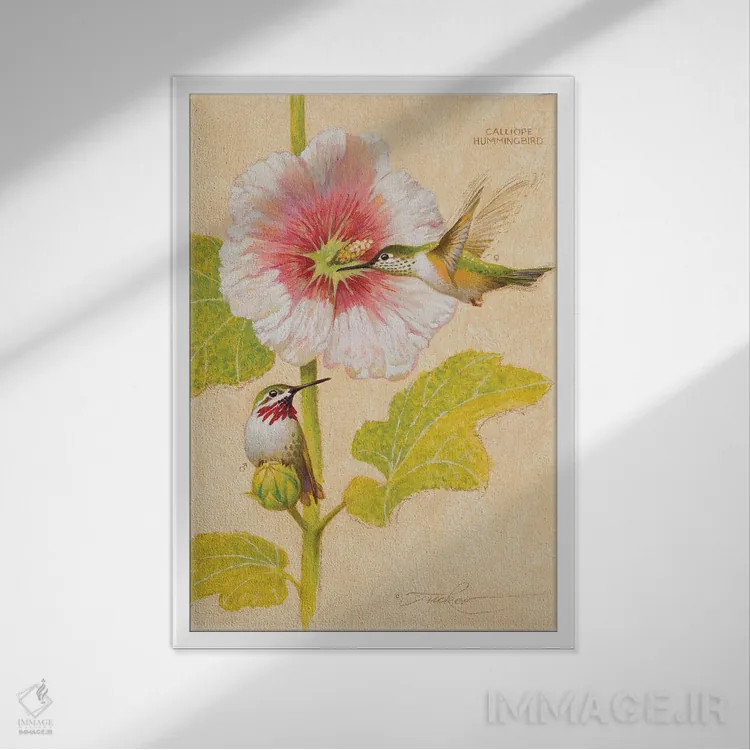 تابلو دکوراتیو مرغ مگس خوار کالیوپه نر و ماده اثر ازرا تاکر - نمای قابدار سفید