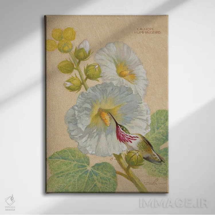 تابلو دکوراتیو مرغ مگس خوار کالیوپه نر اثر ازرا تاکر - نمای روبهرو روی دیوار