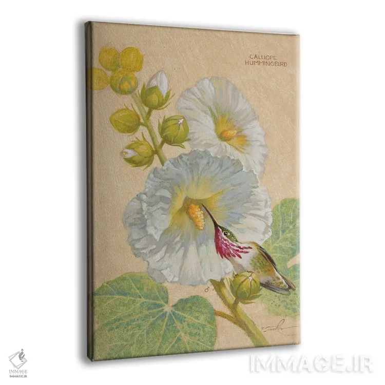 تابلو دکوراتیو مرغ مگس خوار کالیوپه نر اثر ازرا تاکر - نمای پرسپکتیو محصول