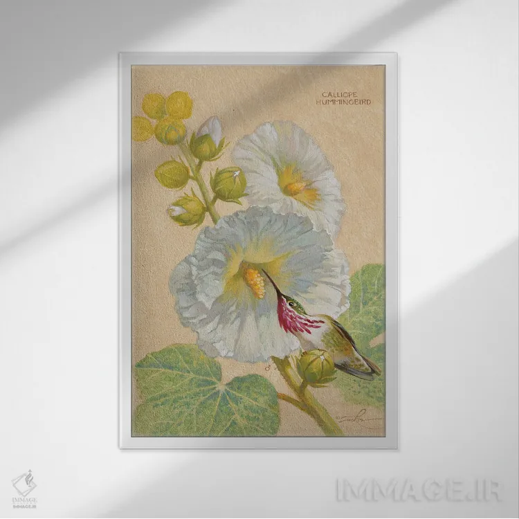 تابلو دکوراتیو مرغ مگس خوار کالیوپه نر اثر ازرا تاکر - نمای قابدار سفید