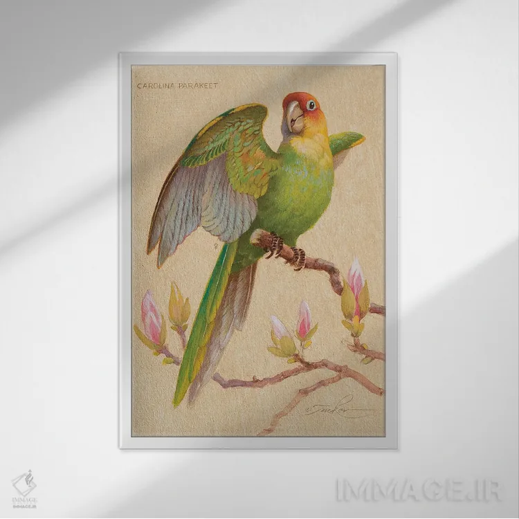 تابلو دکوراتیو طوطی کارولینا و ماگنولیا اثر ازرا تاکر - نمای قابدار سفید