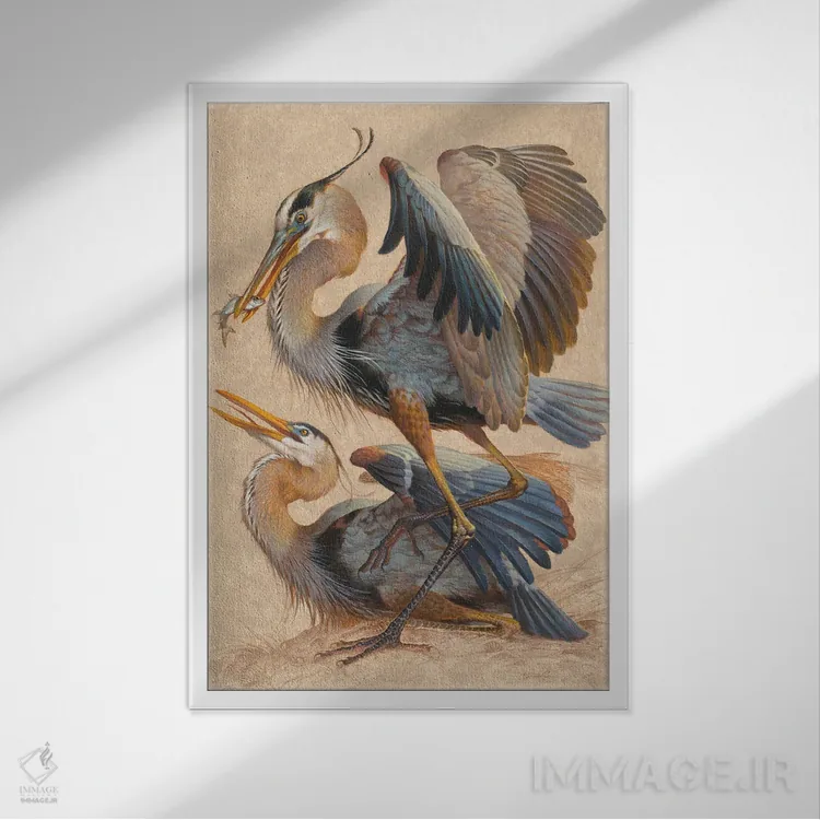 تابلو دکوراتیو حواصیل های آبی بزرگ اثر ازرا تاکر - نمای قابدار سفید