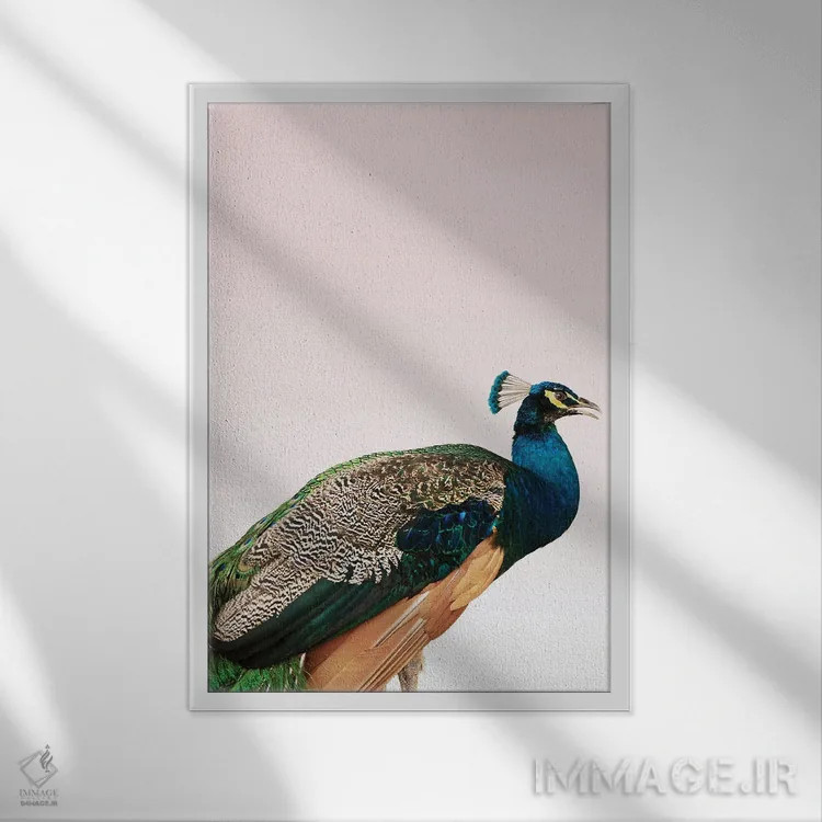تابلو دکوراتیو طاووس بر زمینه صورتی اثر دیزاین فابریکن - نمای قابدار سفید
