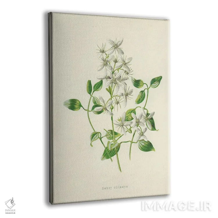 تابلو کلاسیک کلماتیس شیرین اثر فردریک ادوارد هولم - نمای پرسپکتیو محصول