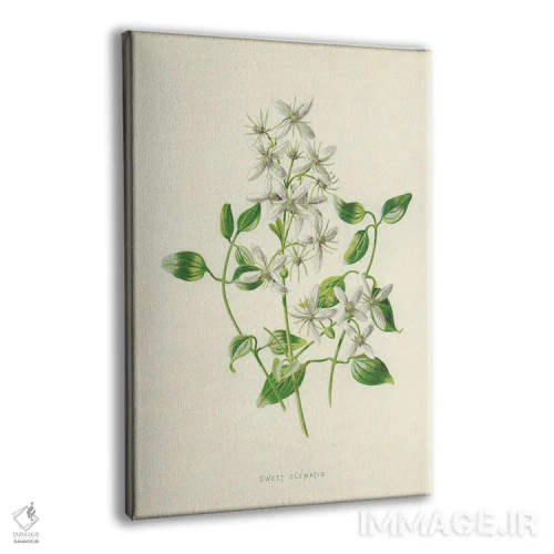 تابلو کلاسیک کلماتیس شیرین اثر فردریک ادوارد هولم - نمای پرسپکتیو محصول