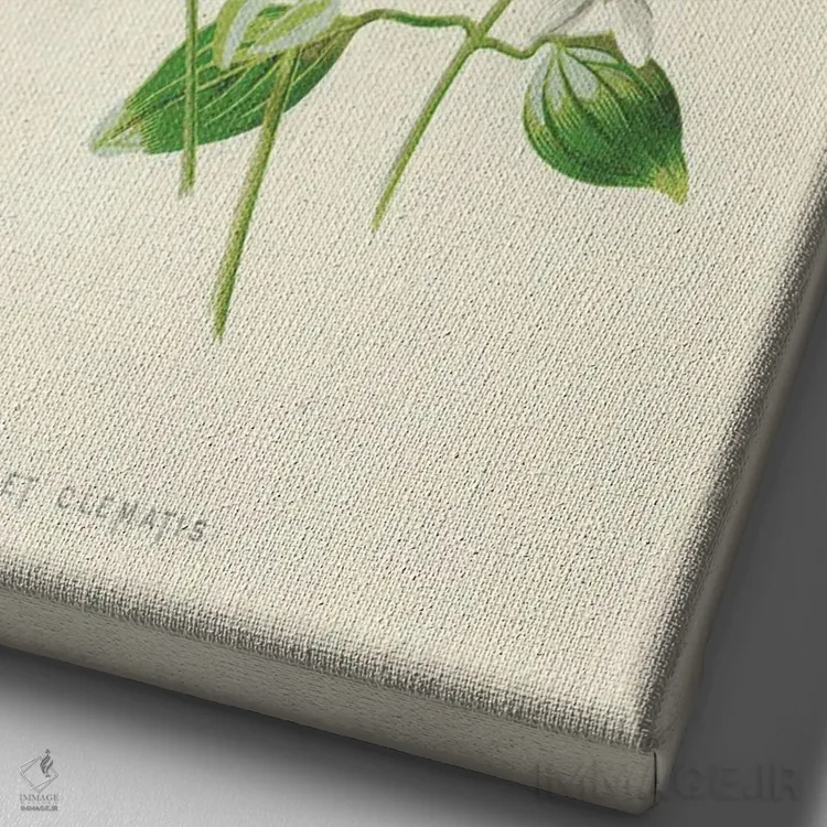 تابلو کلاسیک کلماتیس شیرین اثر فردریک ادوارد هولم - نمای نزدیک بافت بوم