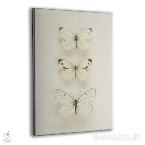 تابلو مینیمال سه پروانه سفید اثر آلیسون فنل - نمای پرسپکتیو محصول