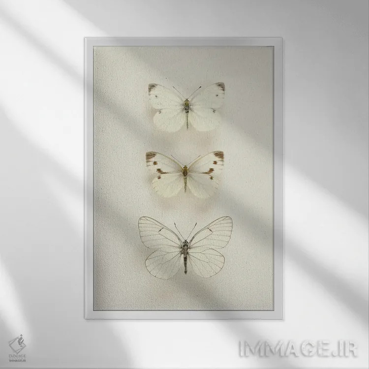 تابلو مینیمال سه پروانه سفید اثر آلیسون فنل - نمای قابدار سفید