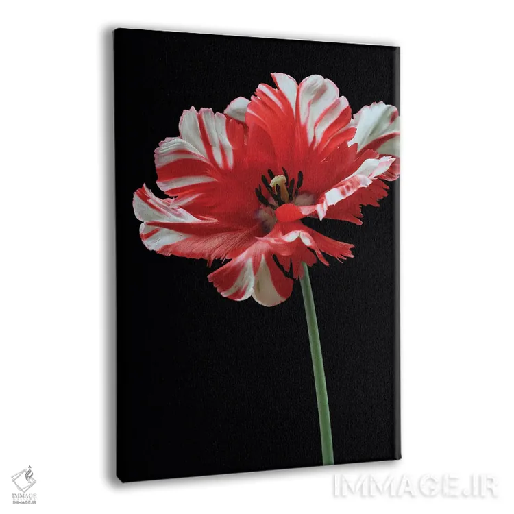 تابلو دکوراتیو لاله طوطی اثر آلیسون فنل - نمای پرسپکتیو محصول