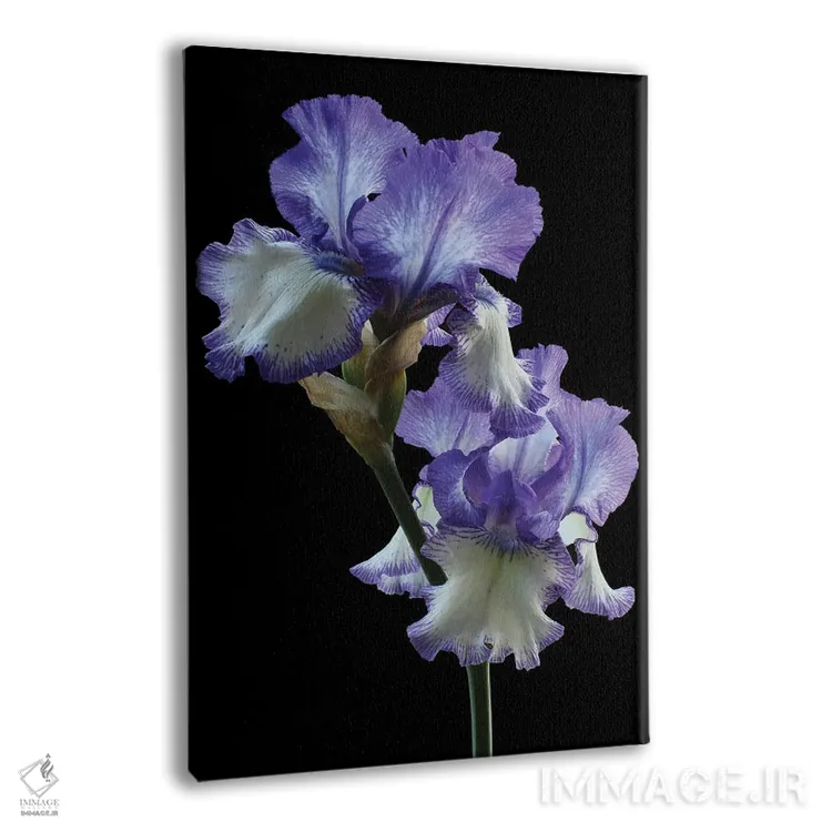 تابلو دکوراتیو ایریس حلقه حلقه اثر آلیسون فنل - نمای پرسپکتیو محصول