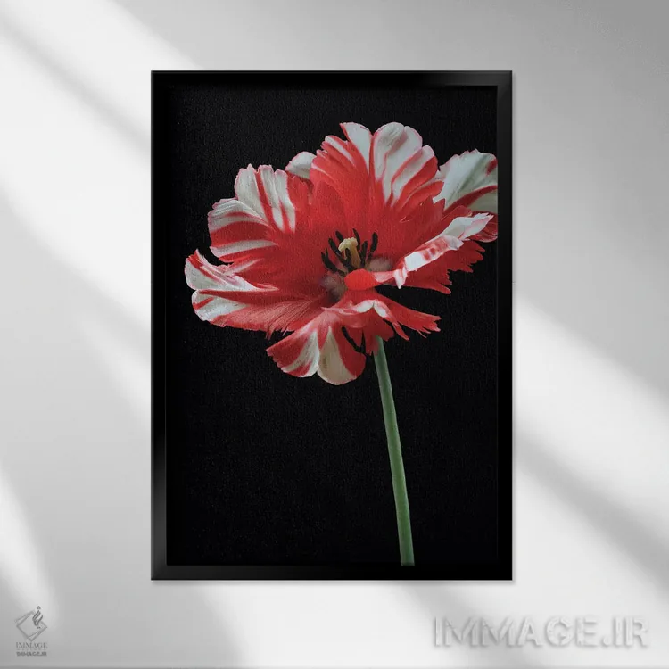 تابلو دکوراتیو لاله طوطی اثر آلیسون فنل - نمای قابدار مشکی