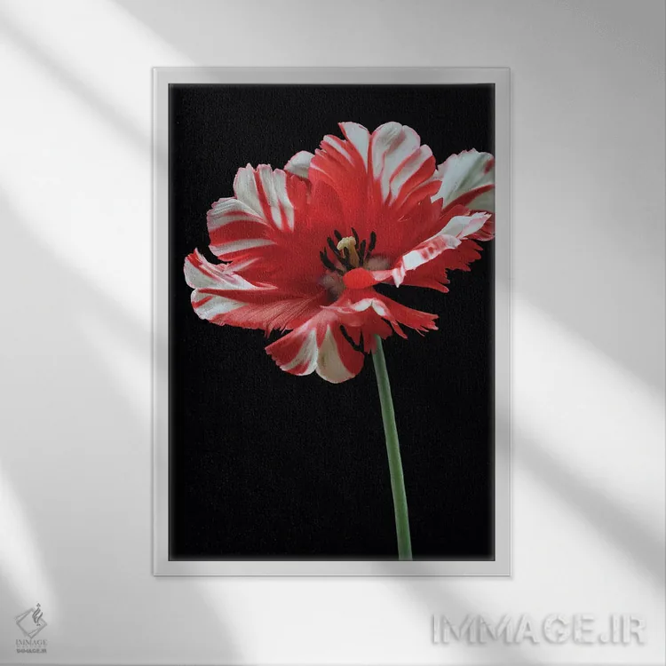 تابلو دکوراتیو لاله طوطی اثر آلیسون فنل - نمای قابدار سفید