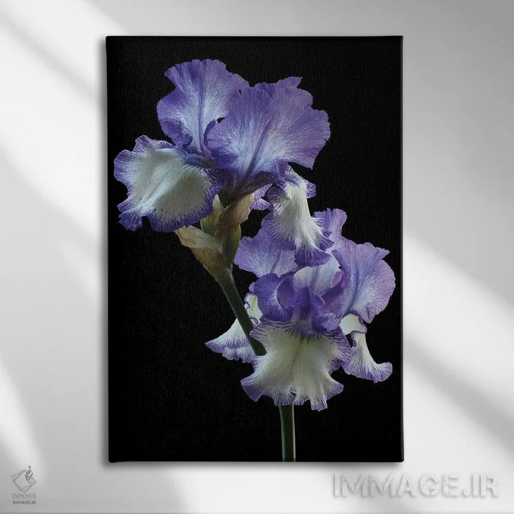 تابلو دکوراتیو ایریس حلقه حلقه اثر آلیسون فنل - نمای روبهرو روی دیوار