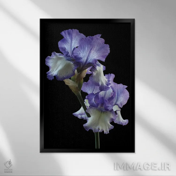 تابلو دکوراتیو ایریس حلقه حلقه اثر آلیسون فنل - نمای قابدار مشکی