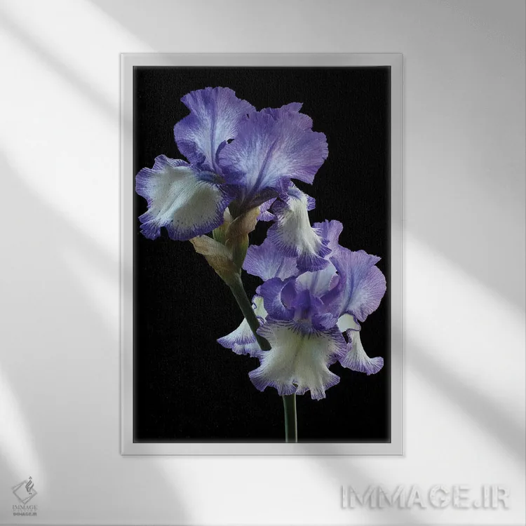 تابلو دکوراتیو ایریس حلقه حلقه اثر آلیسون فنل - نمای قابدار سفید