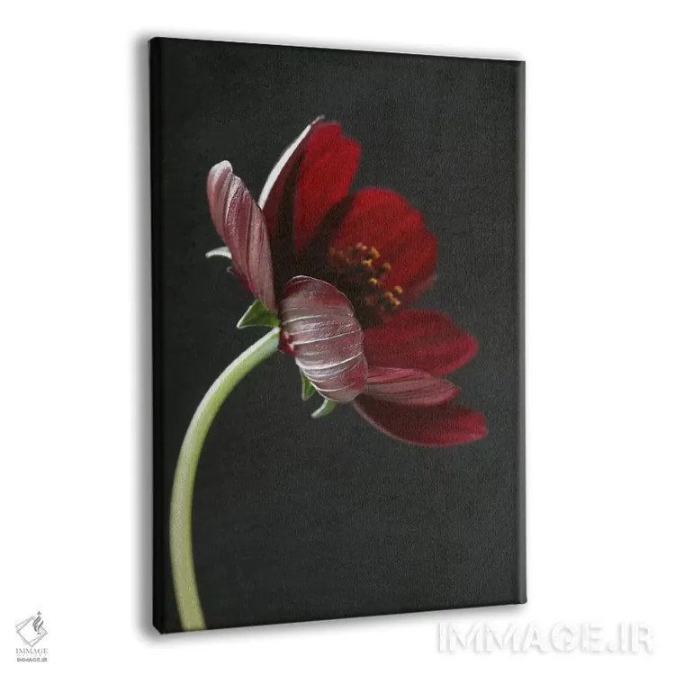 تابلو دکوراتیو گل شکلاتی کاسموس یکم اثر آلیسون فنل - نمای پرسپکتیو محصول