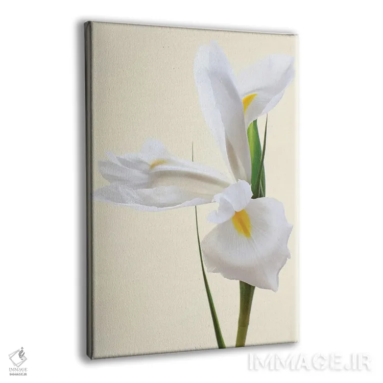 تابلو دکوراتیو گل زنبق سفید اثر آلیسون فنل - نمای پرسپکتیو محصول