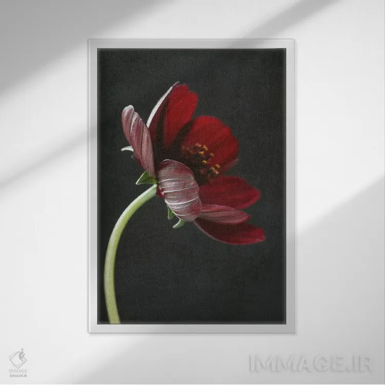 تابلو دکوراتیو گل شکلاتی کاسموس یکم اثر آلیسون فنل - نمای قابدار سفید