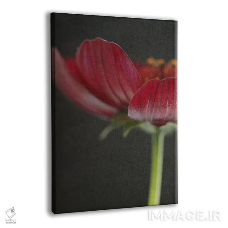 تابلو دکوراتیو گل کیهان شکلاتی ۲ اثر آلیسون فنل - نمای پرسپکتیو محصول