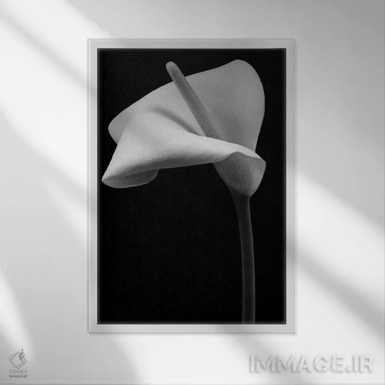 تابلو دکوراتیو گل زنبق آرم اثر آلیسون فنل - نمای قابدار سفید