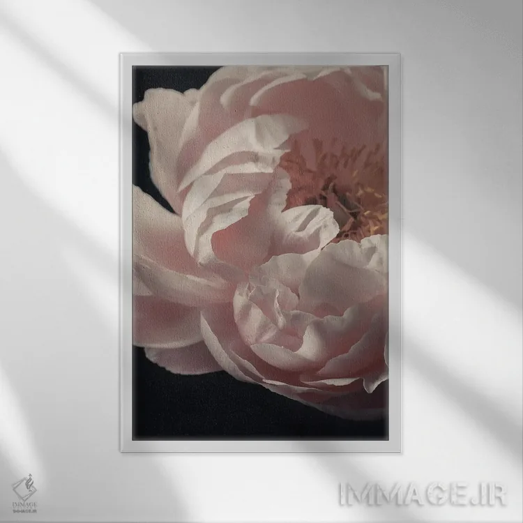 تابلو دکوراتیو گل صدتومانی مرجانی اثر آلیسون فنل - نمای قابدار سفید