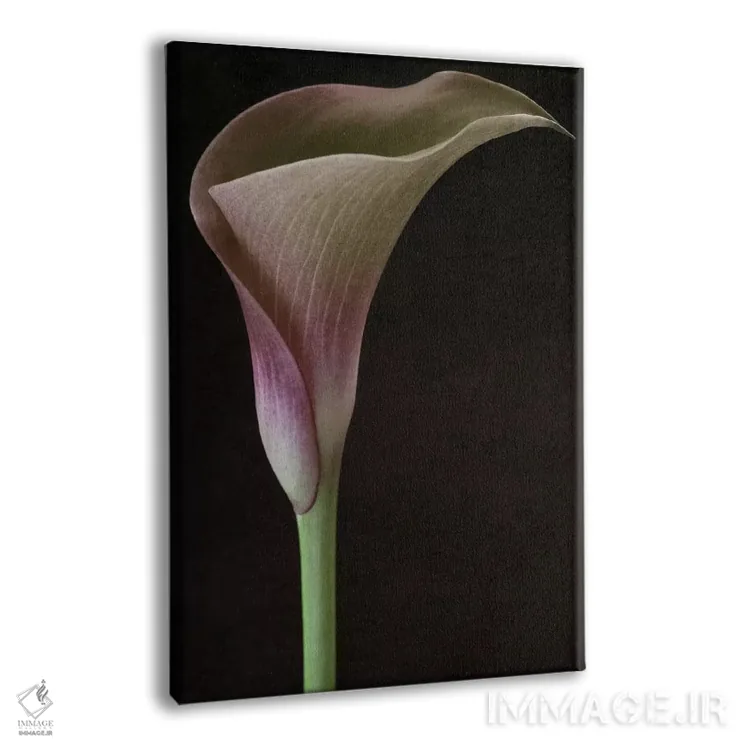 تابلو دکوراتیو گل کاله لیلی ۲ اثر آلیسون فنل - نمای پرسپکتیو محصول